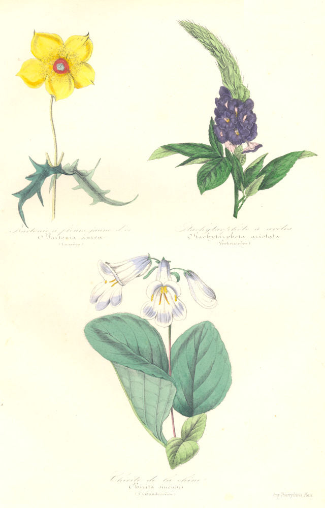 FLOWERS. Bartonia aurea; Stachytarpheté aristata; chirita sinensis 1852 print